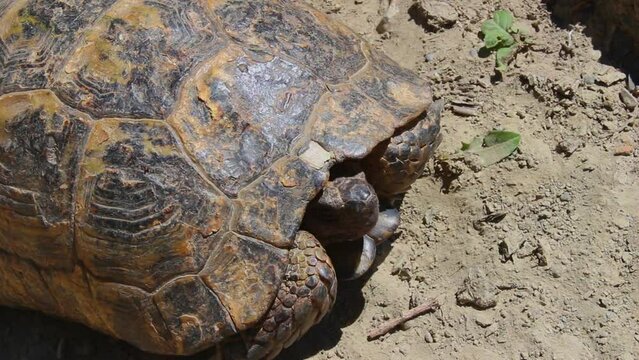 Timid turtle slowly pulls its head out of its shell and observes the surroundings.