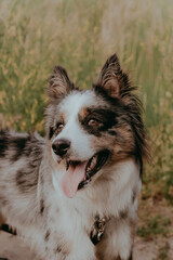 A dog of the Australian Shepherd breed with brown eyes on a walk, close-up.