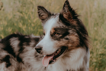 A dog of the Australian Shepherd breed with brown eyes on a walk, close-up.