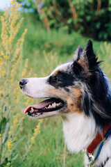 A dog of the Australian Shepherd breed with brown eyes on a walk, close-up.