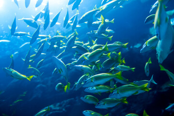 Fototapeta na wymiar Underwater wildlife at aquarium in Dubai with fish close up.