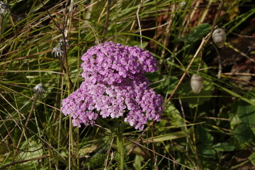 Schafgarbe (Achillea millefolium L.)