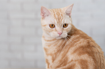 Cute cat sitting and looking looking over shoulder towards camera.
