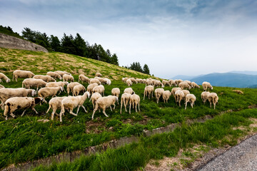 Obraz premium Green hills and valleys in the Alps mountains in Italy