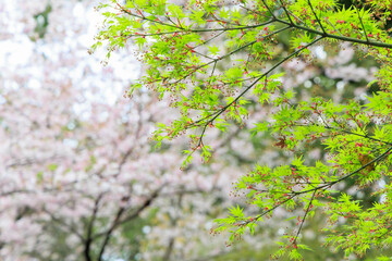 小城公園の桜ともみじ「佐賀県」