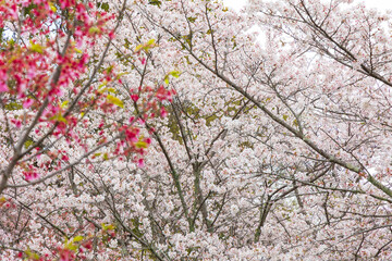 小城公園の桜祭り「佐賀県」
