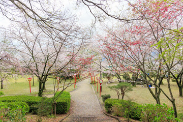 Fototapeta premium 小城公園の桜道「佐賀県」