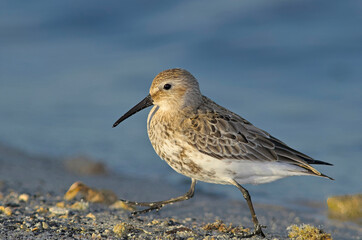 A Dunlin - Calidris alpina, Crete