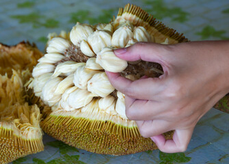 Hand picking Tarap fruit of Borneo Malaysia. Asian fruit concept