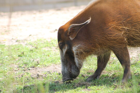 Joli visage d'un potamochère roux, Potamochoerus porcus