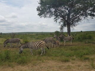 Fototapeta premium Zebraherde