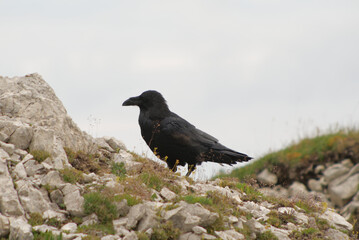 crow on the mountain