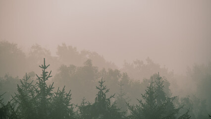 Misty forest with perspective of faded tree lines