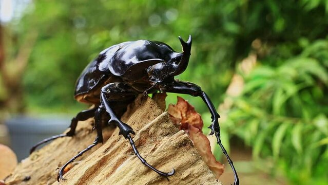 Close up of a Rhinoceros Beetle, Megasoma janus ramirezorum, sitting on a dead trunk