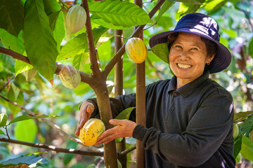 middle-aged woman with a happy smile looks at the cocoa pods grown without chemicals using organic...