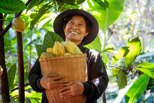 Middle-aged farmer woman smiling happily Produces cocoa beans in a basket Planting without chemicals Using organic methods Planting cacao on a hillside