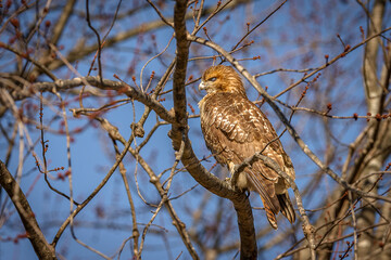 Red-tailed Hawk perched on a tree branch