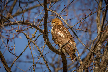 Red-tailed Hawk perched on a tree branch