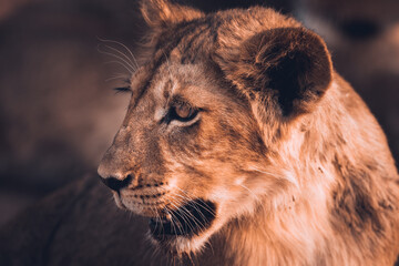 portrait of a young lion
