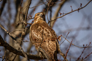 Red-tailed Hawk perched on a tree branch