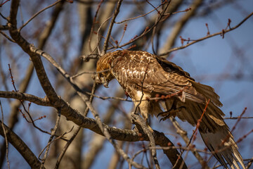 Red-tailed Hawk perched on a tree branch