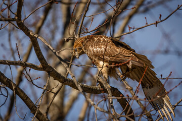 Red-tailed Hawk perched on a tree branch