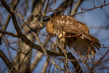 Red-tailed Hawk preens while perched on a tree branch