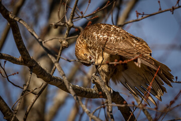 Red-tailed Hawk preens while perched on a tree branch