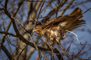 Red-tailed Hawk poops while perched on a tree branch
