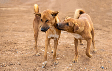 Close-up view of two brown Thai dogs happily playing.