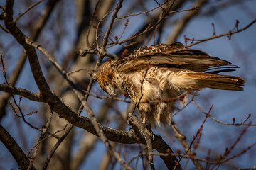 Red-tailed Hawk perched on a tree branch