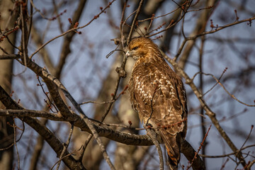 Red-tailed Hawk perched on a tree branch