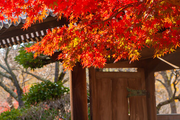 玉沢妙法華寺　紅葉