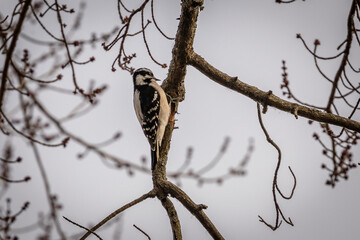 Downy Woodpecker looks for grubs in a tree branch