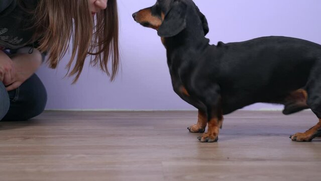 Dog is offended by owner turns is moving backwards, woman sinks floor looks eyes asks forgiveness. Shelter dog new home mistrust adaptation make contact. Frightened adopted pet getting used new family