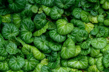 background of green leaves