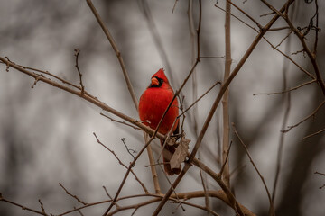 Male Northern Cardinal perched on a tree branch