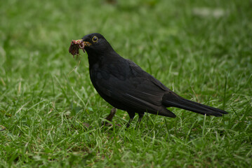 blackbird with earthworms in the beak