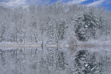 Winter landscape of the snow flocked shoreline of Deep Lake with tamaracks and mirrored reflections in calm water, Yankee Springs State Park, Michigan, USA