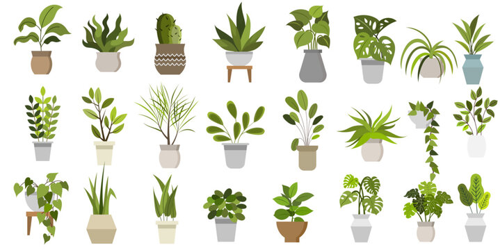 Flat vector Illustration of a foliage plant 