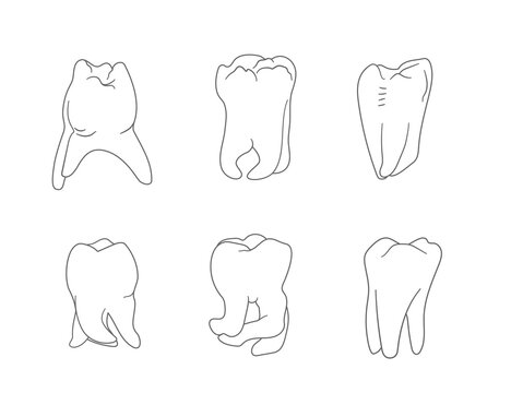 Diversity of molar teeth roots shapes. Hand drawn icons set.