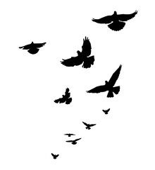 A flock of flying birds. Free birds. Vector illustration