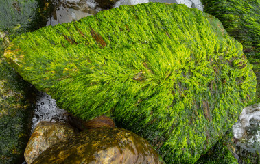 Rock texture for background