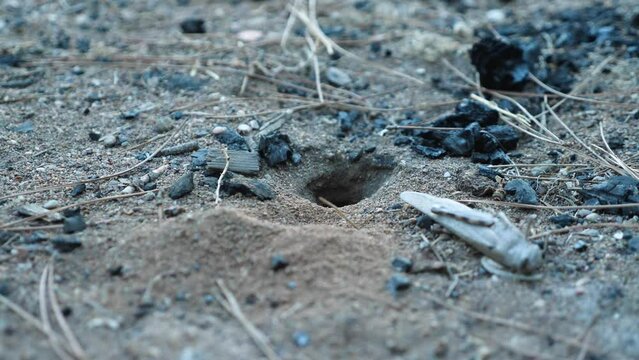 Tarantula hawk wasp A type of large spider wasp. Goes into the burrow and pulls out the sand. Nearby lies dead prey. Close-up. Slow motion