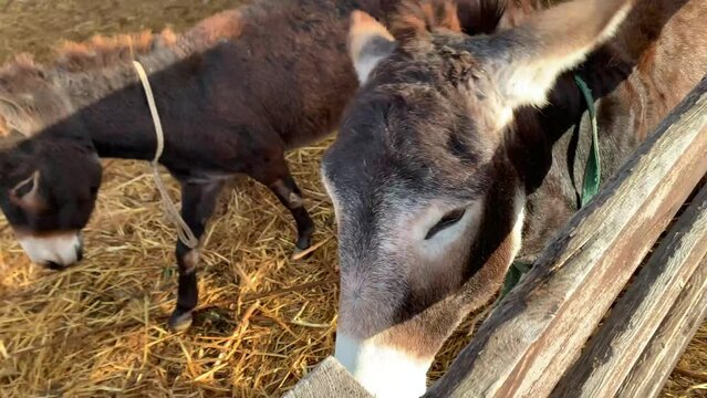 4k video Close-up of happy donkeys looking at the camera.