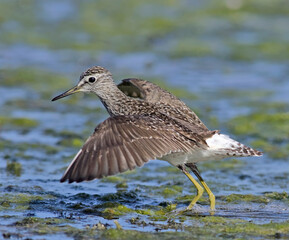 Wood Sandpiper - Tringa glareola, Crete