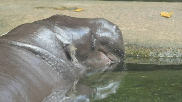 Hippopotamus in the pool in singapore 