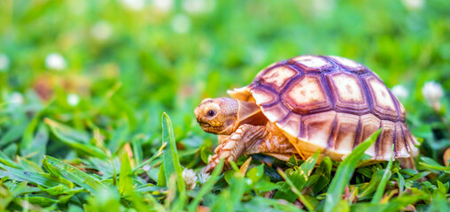 Close up of Sulcata tortoise or African spurred tortoise classified as a large tortoise in nature,...