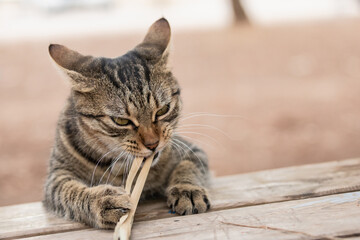 tabby cat chewing a piece of wood © VIDEOMUNDUM