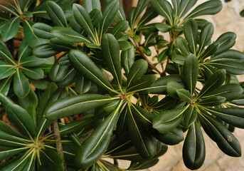 Obraz premium Pitosforo Pittosporum tobira (Thunb.) W.T.Aiton